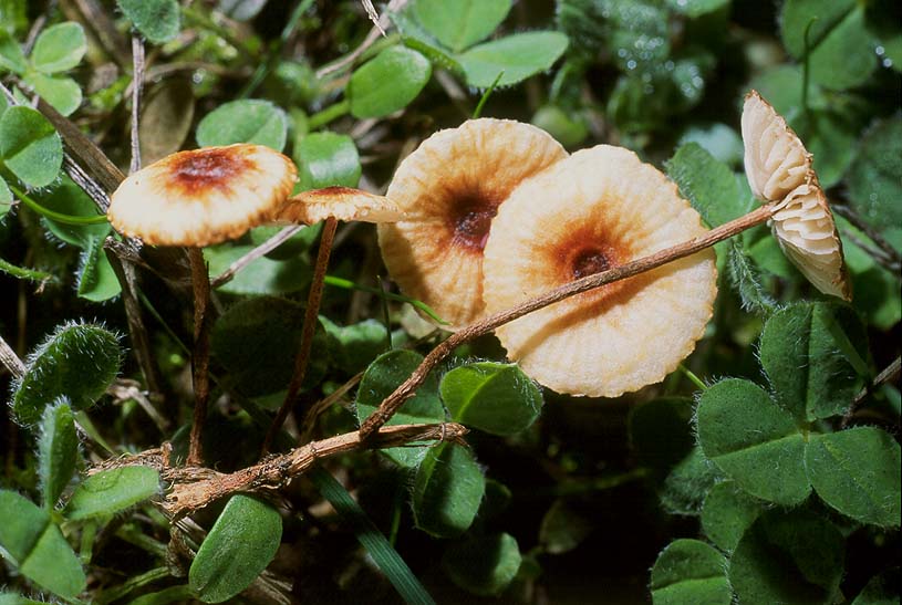 Crinipellis stipitaria